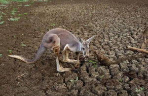 Kangaroo